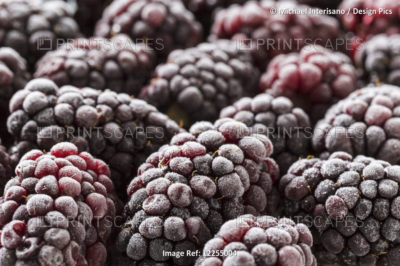 Extreme Close Up Of Frosted Blackberries; Calgary, Alberta, Canada