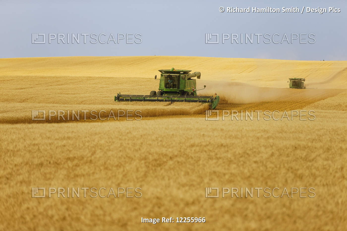 Paplow Harvesting Company Custom Combines A Wheat Field, Near Ray; North ...