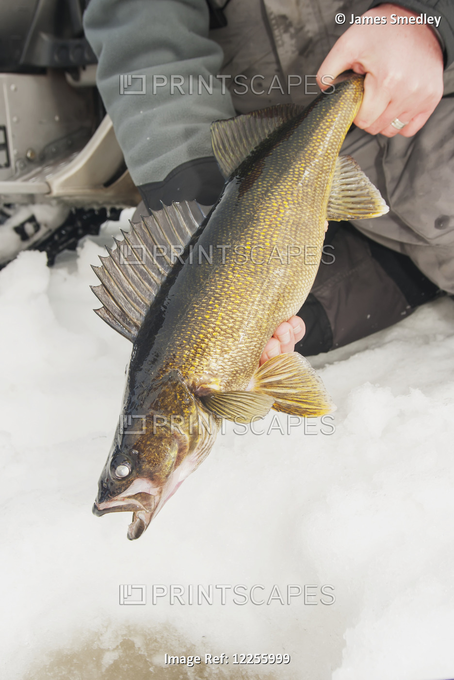 Ice Fisherman Holding A Large Walleye Ready To Release Back Into The Hole; ...