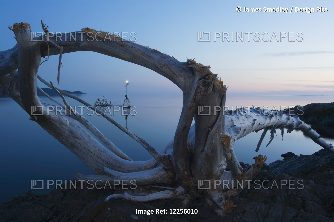 View Through Driftwood At Sunrise Over A Calm Lake; Ontario, Canada