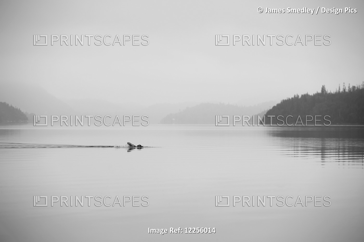 A Lone Swimmer Swims Across A Calm Misty Lake; Ontario, Canada