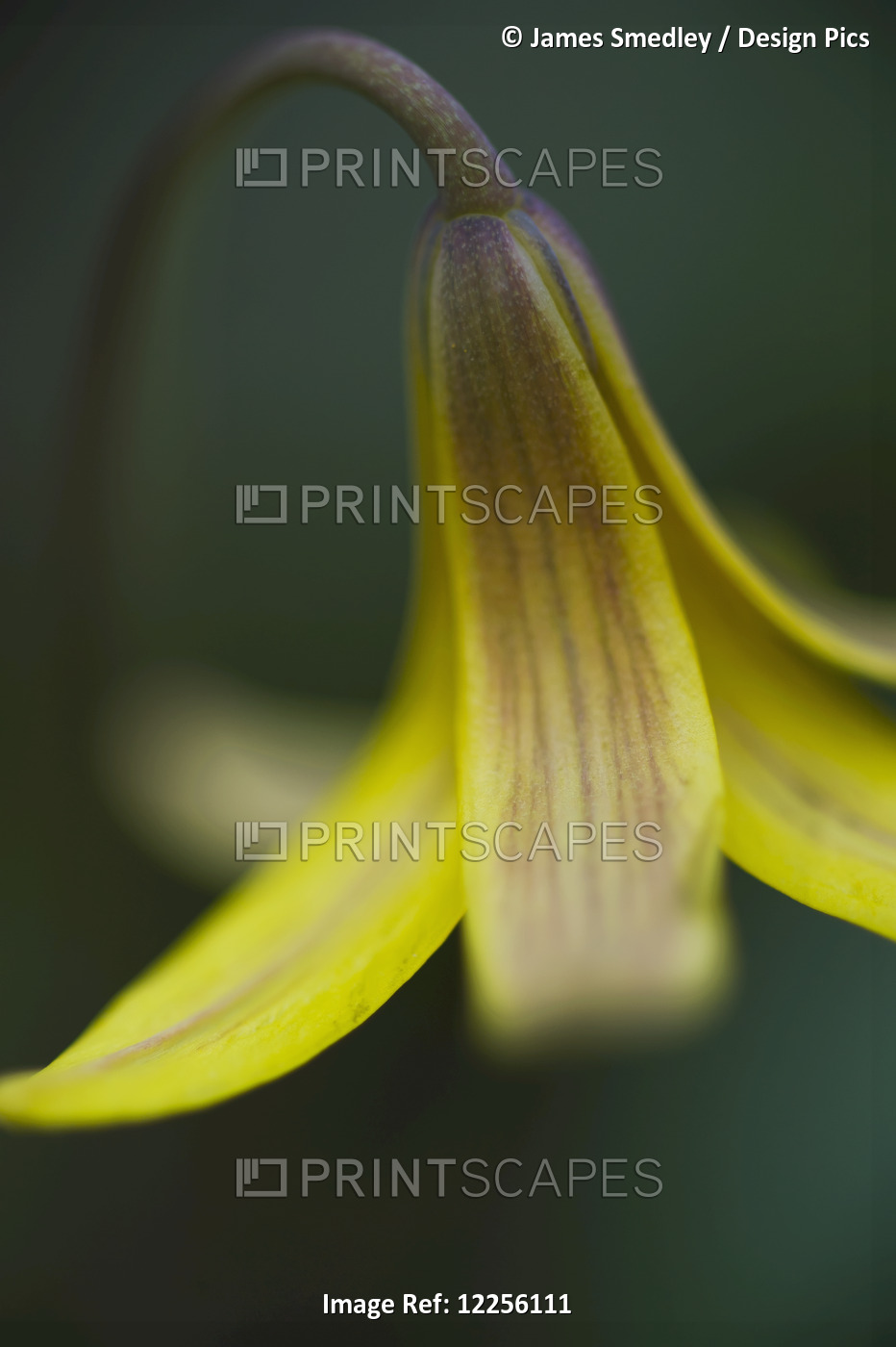 Macro Detail Of A Small Yellow Flower; Ontario, Canada
