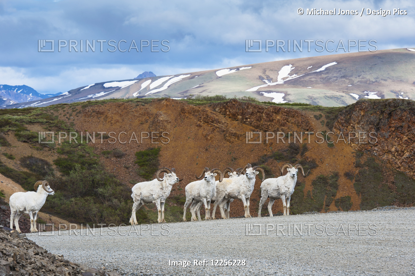 A Band Of Adult Rams Are Standing On The Park Road At Polychrome Pass, Denali ...