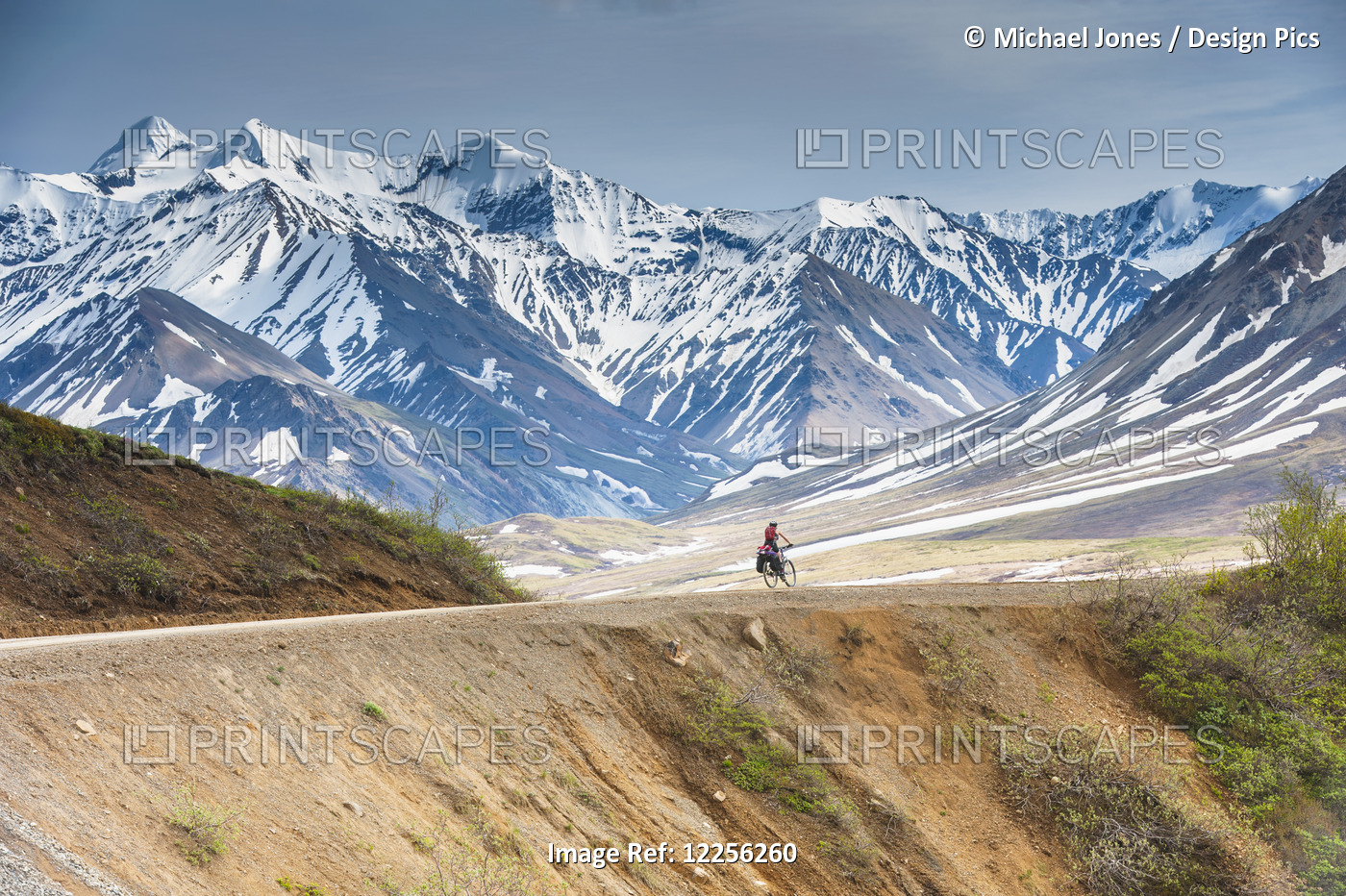 A Woman Bicycle Touring In Denali National Park, Grassy Pass, Southcentral ...