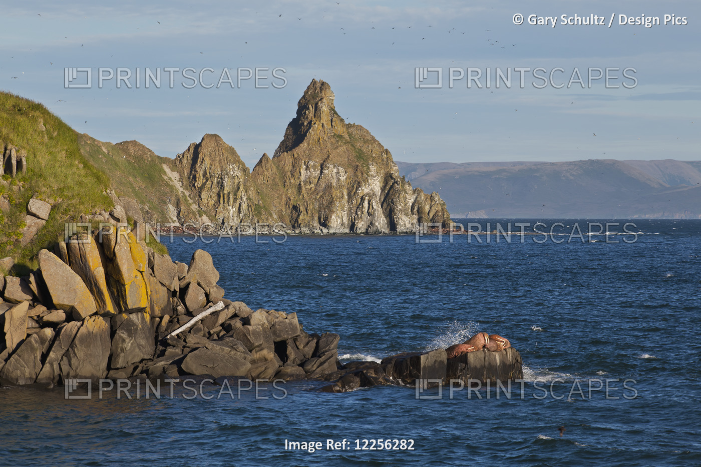 Pacific Walrus (Odobenus Rosmarus) Group Of Males Hauled Out On Flat Rock With ...