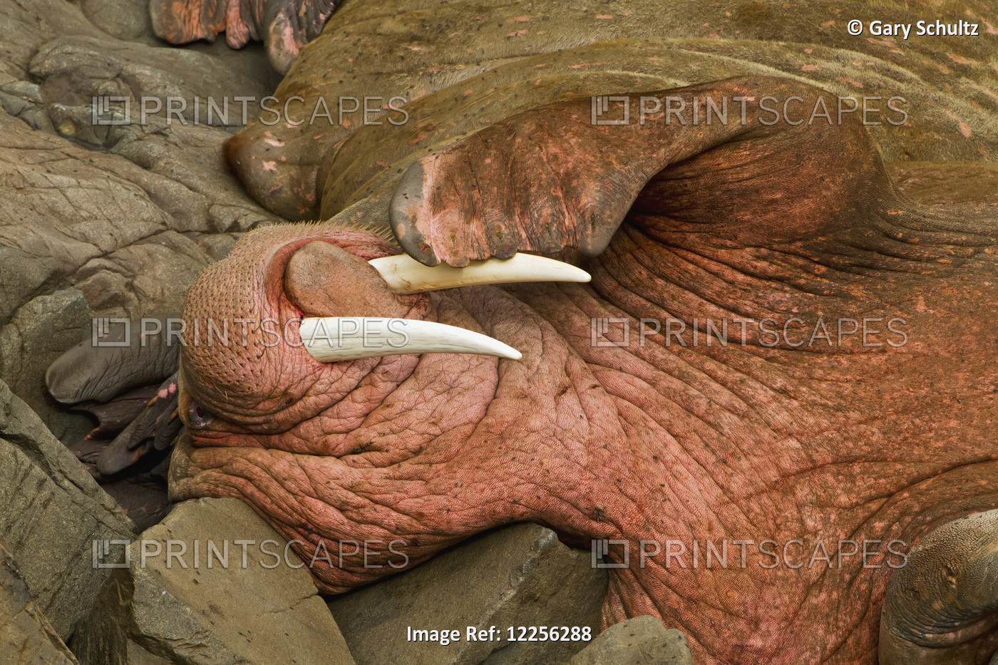 Close Up Of A Pacific Walrus (Odobenus Rosmarus) Male Hauled Out On A Rocky ...