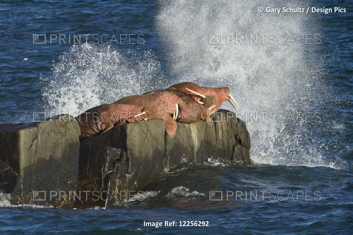 Pacific Walrus (Odobenus Rosmarus) Males Hauled Out On Flat Rock, Waves ...