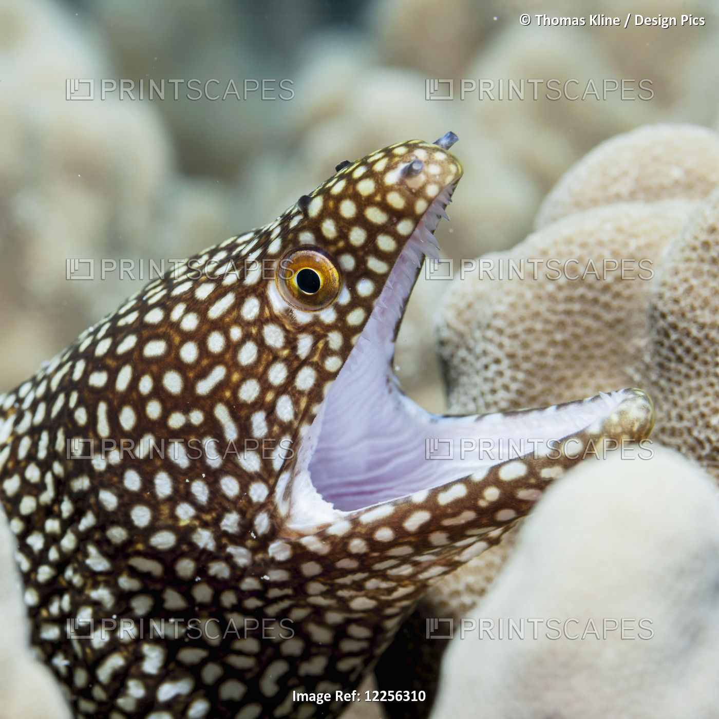 Sharp Teeth Can Be Seen In The Gaping Mouth Of This Whitemouth Moray Eel ...