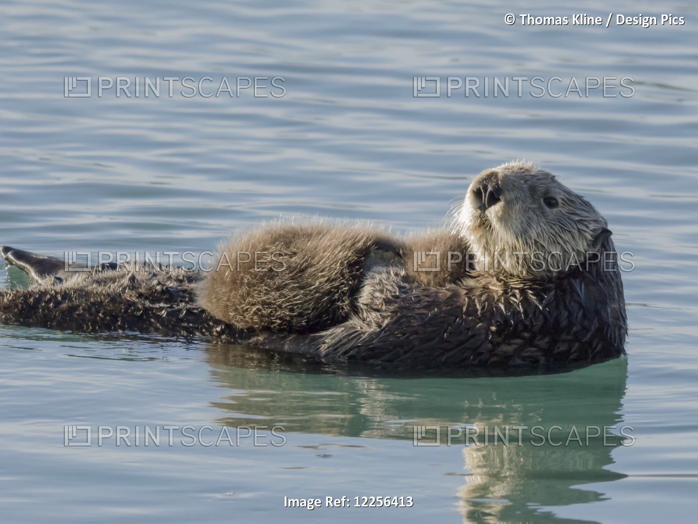 Sea Otter (Enhydra Lutris) Female With Pup In Prince William Sound Near ...