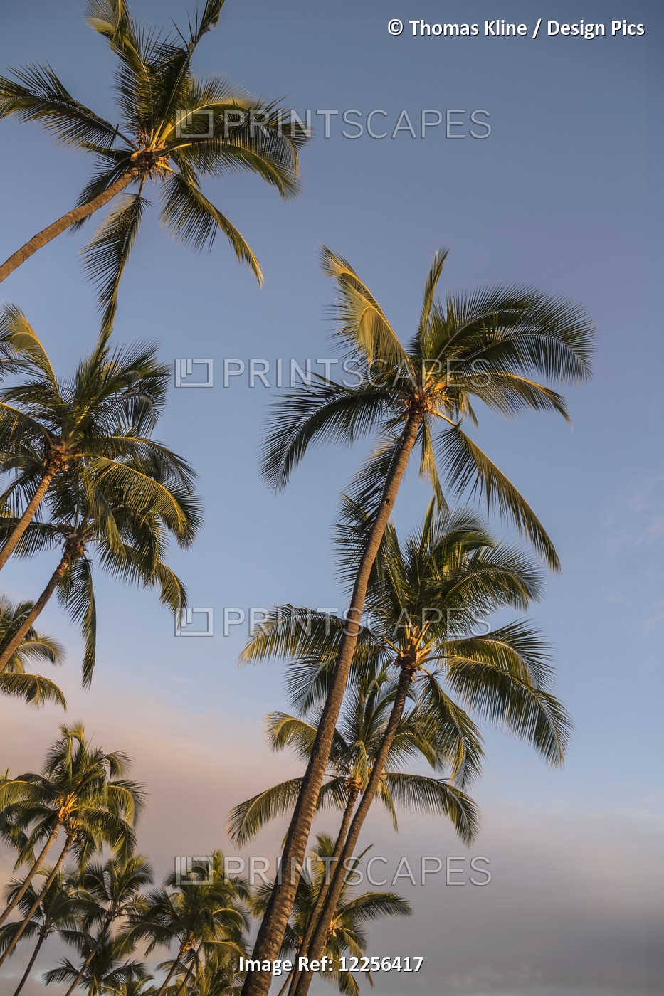 Palm trees in sunset glow at Kailua-Kona, Hawaii island.