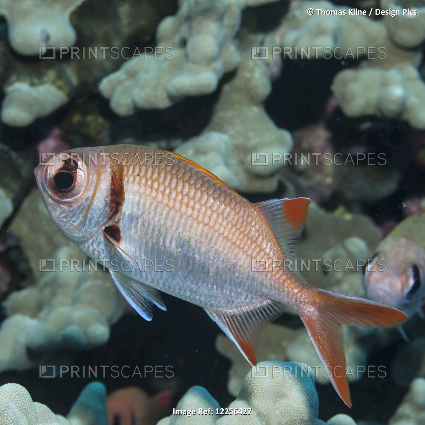 An Epaulette Soldierfish