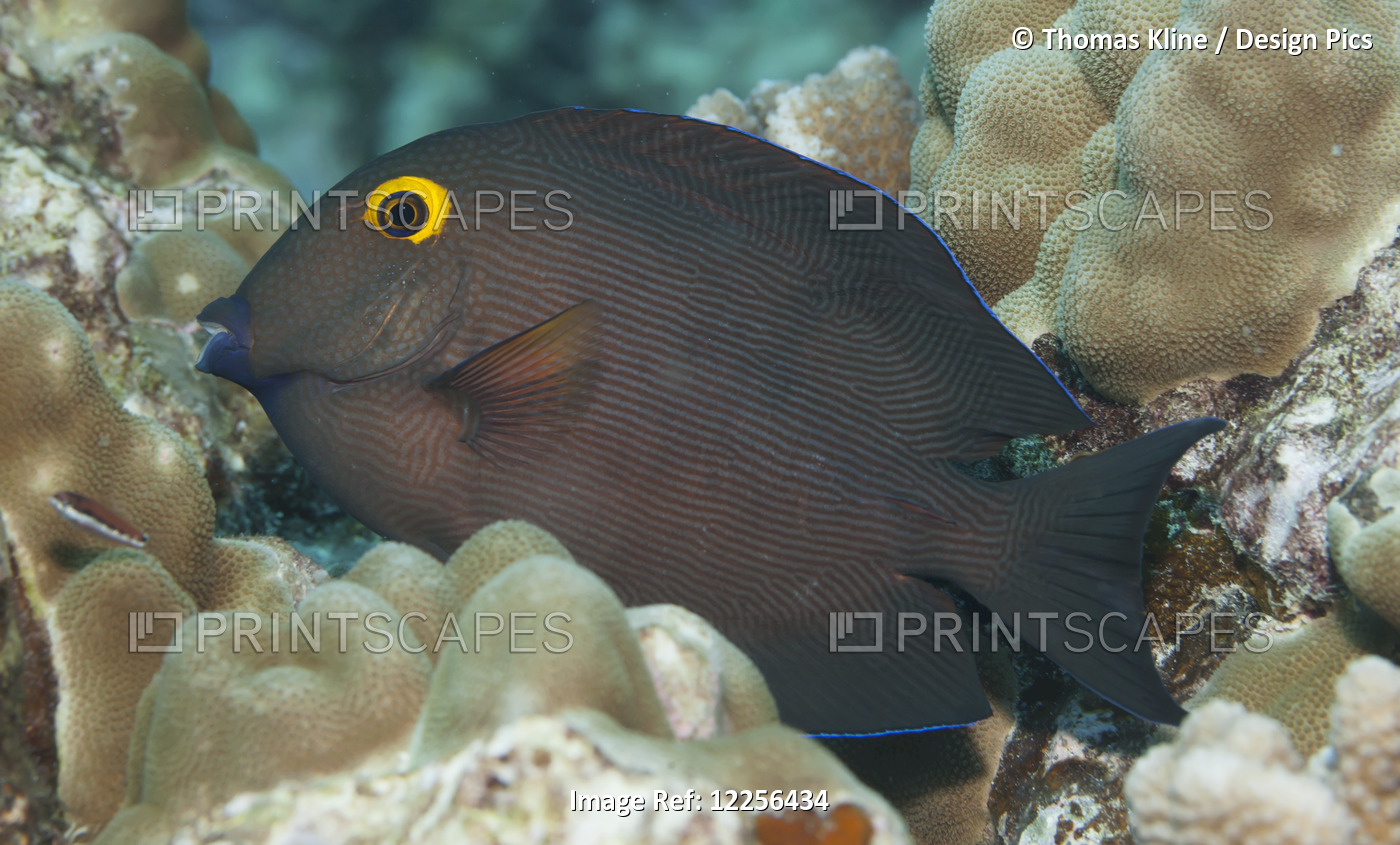 A Goldring Surgeonfish
