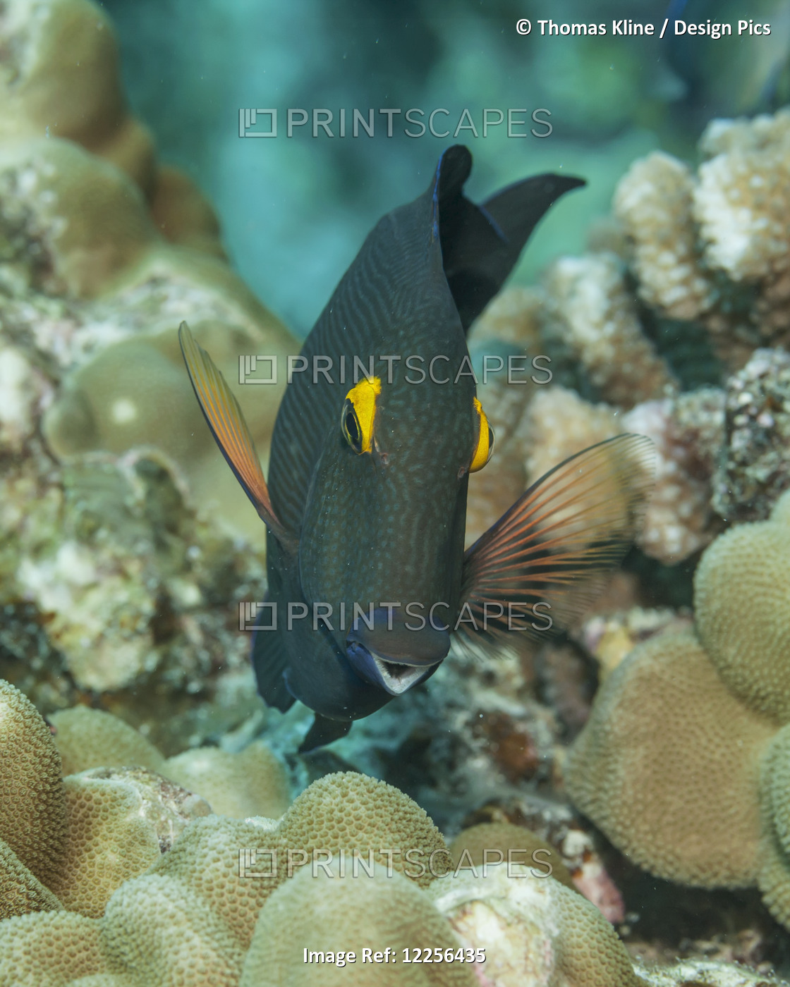 A Goldring Surgeonfish