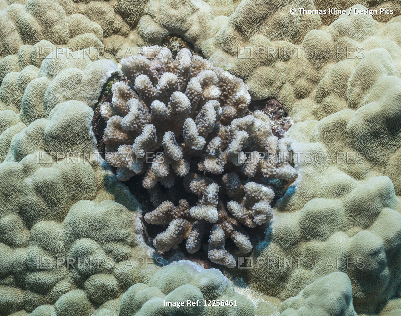 Cauliflower Coral surrounded by Lobe Coral 