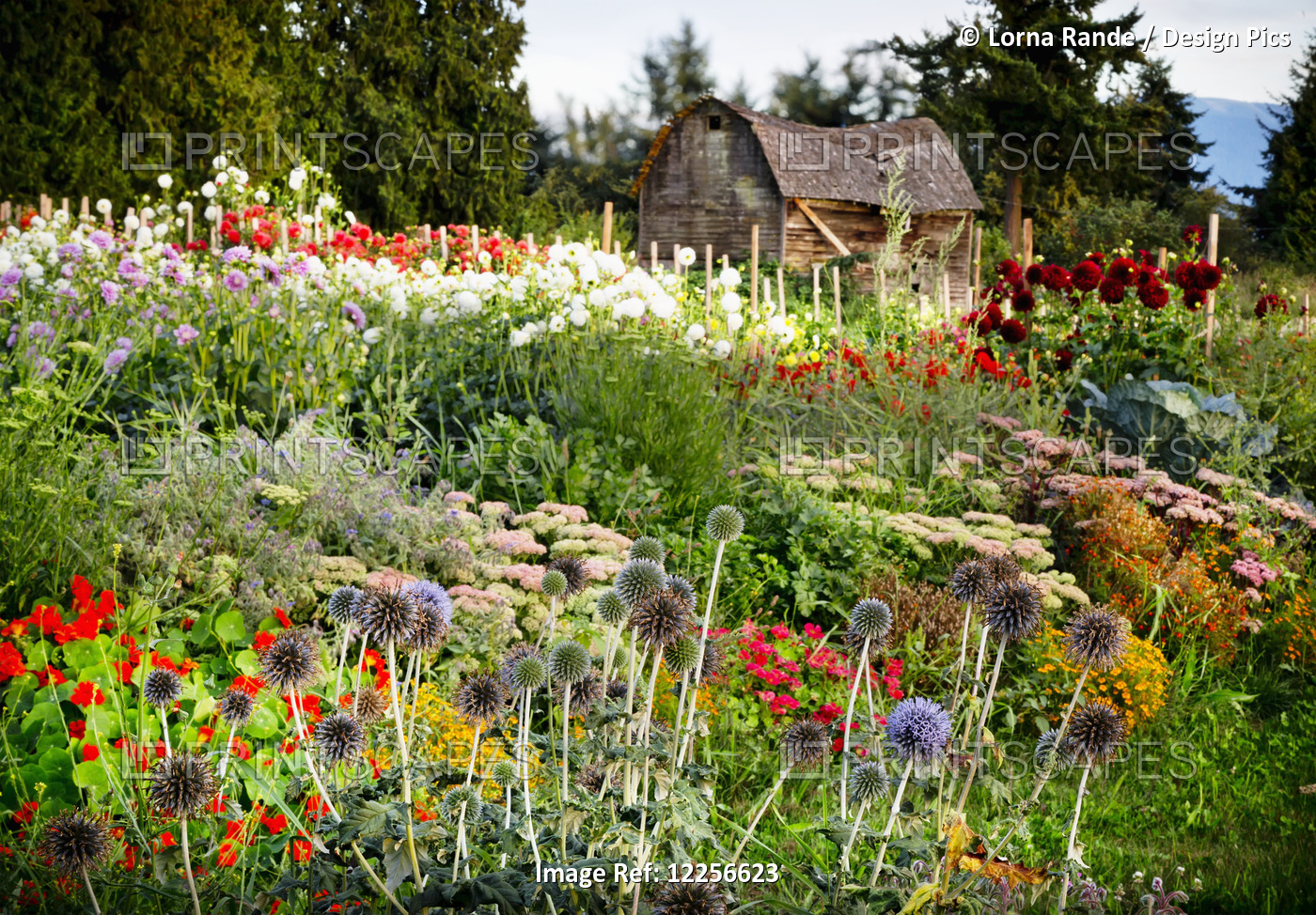 One Love Organic Farm; Abbotsford, British Columbia, Canada