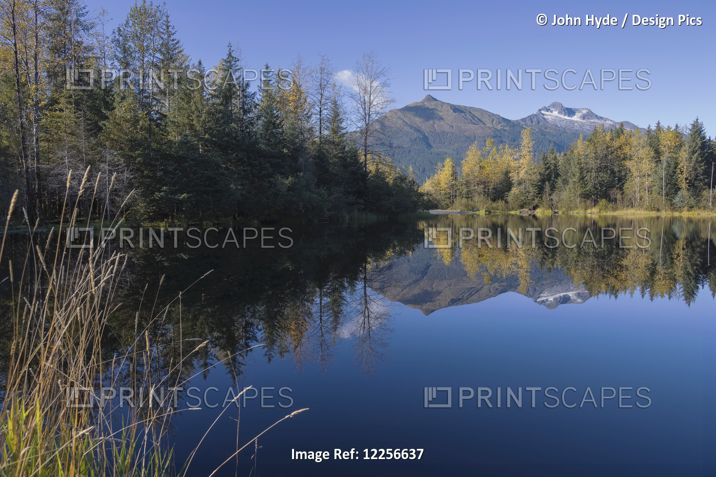 Scenic View Of Mendenhall Recreation Area And Moose Lake, Tongass National ...