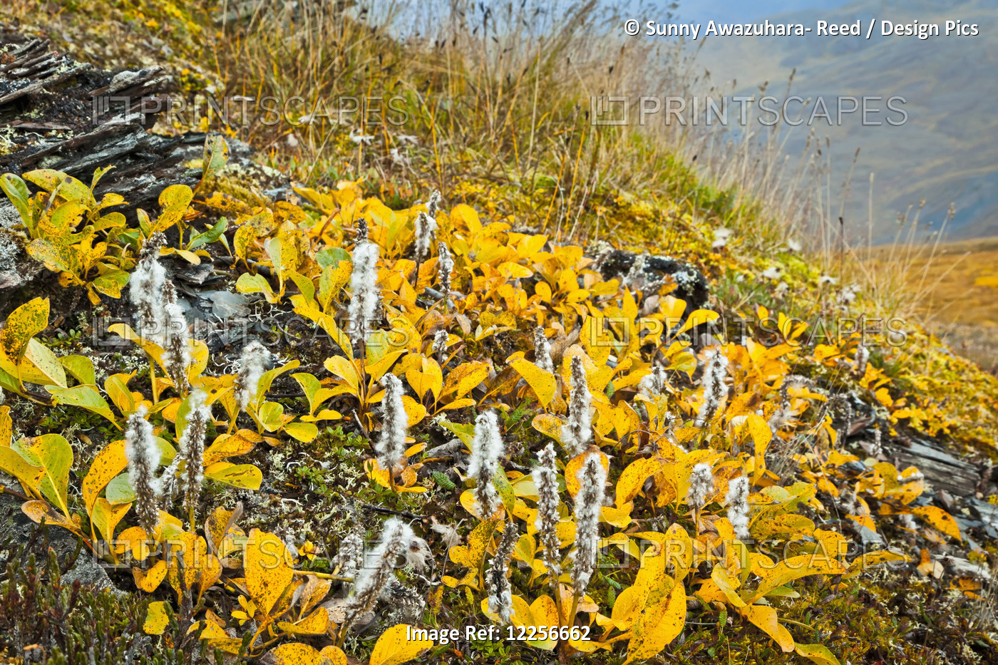 Close Up Of Tundra In Fall Colors, Gates Of The Arctic National Park & ...