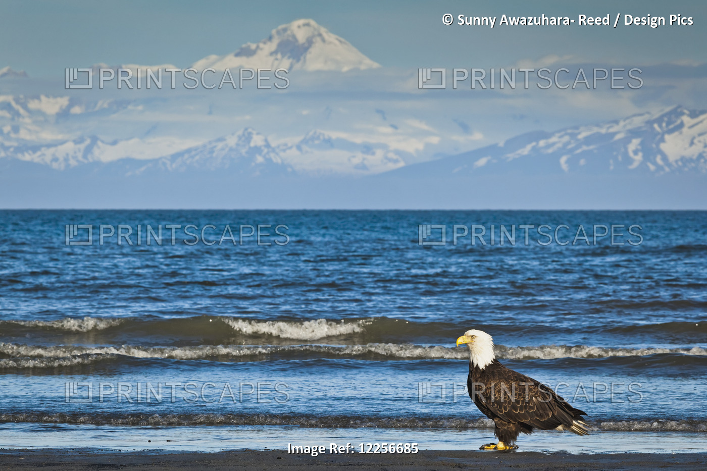 Bald Eagle On The Ninilchik Beach With Cook Inlet And Mt. Redoubt In The ...