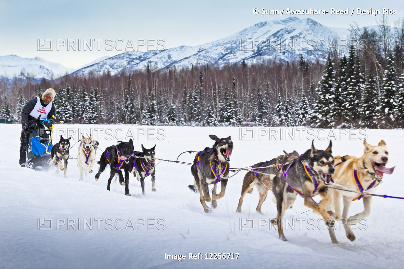 Rondy World Championship Sled Dog Race Runs Through Campbell Airstrip With The ...