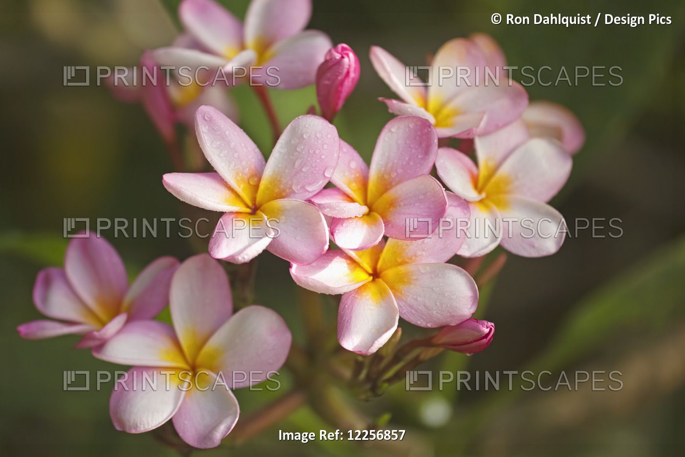 Pink Plumeria (Frangipani); Maui, Hawaii, United States Of America