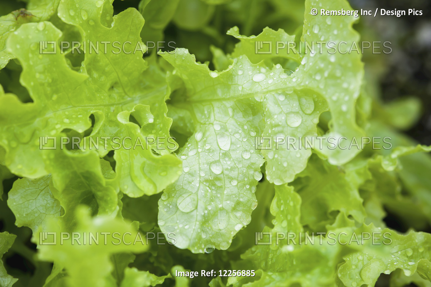 Lettuce Growing In Georgeson Botanical Garden; Fairbanks, Alaska, United States ...