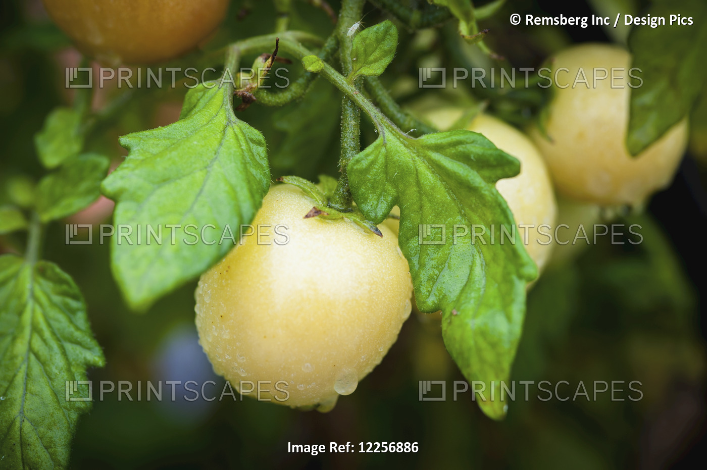 Yellow Tomato (Solanum Lycopersicum) Growing In Georgeson Botanical Garden; ...