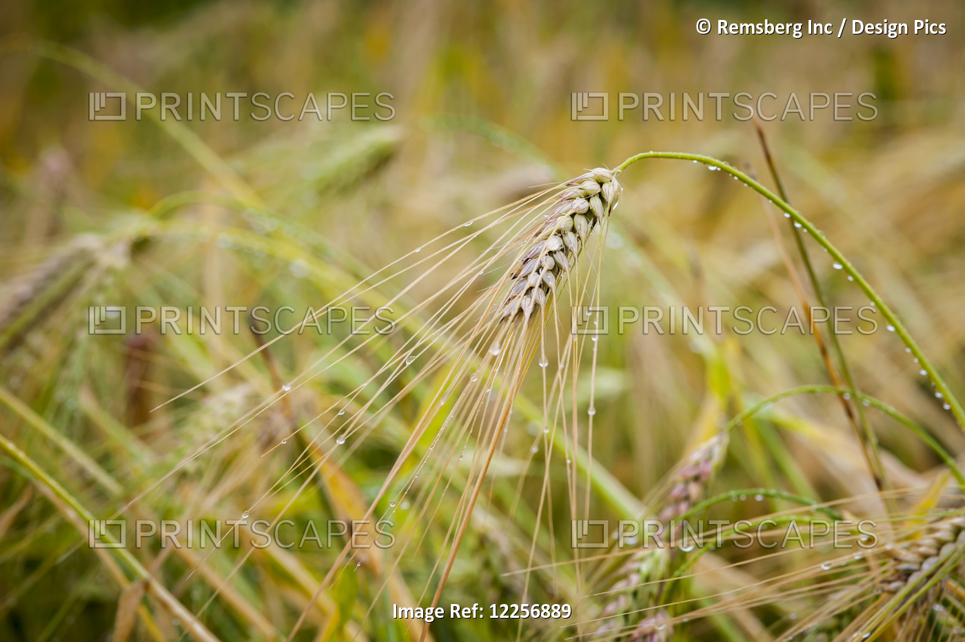 Barley Growing With Dew Drops; Fairbanks, Alaska, United States Of America