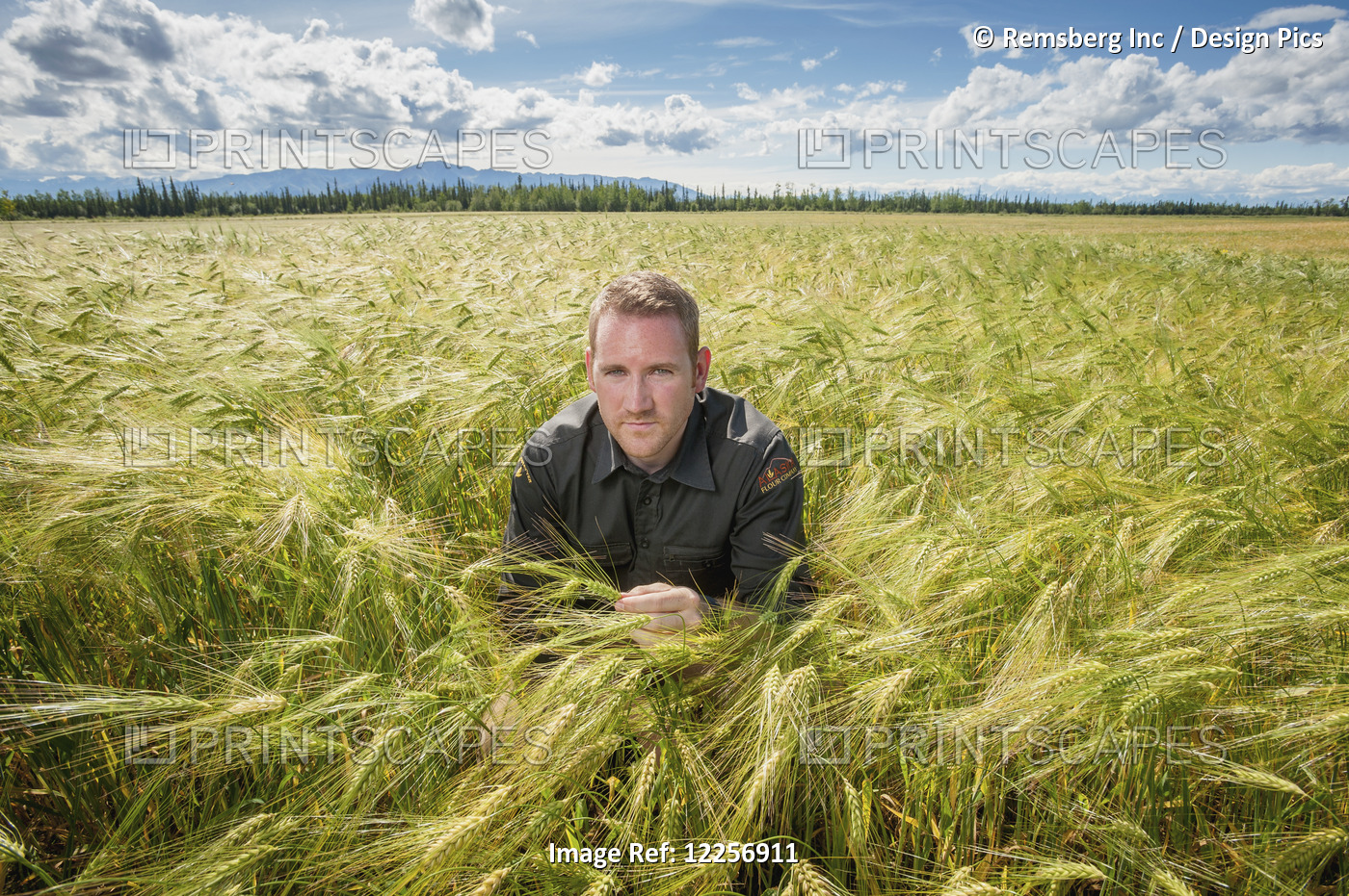 Portrait Of A Man In A Barley Field (Hordeum Vulgare L.); Delta Junction, ...