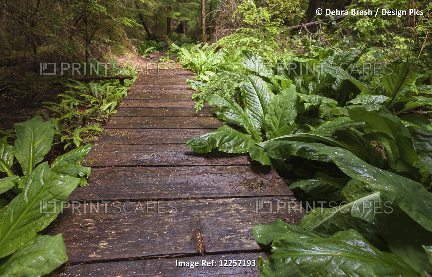 A Trail In The Rain Forest On The Coast; British Columbia, Canada