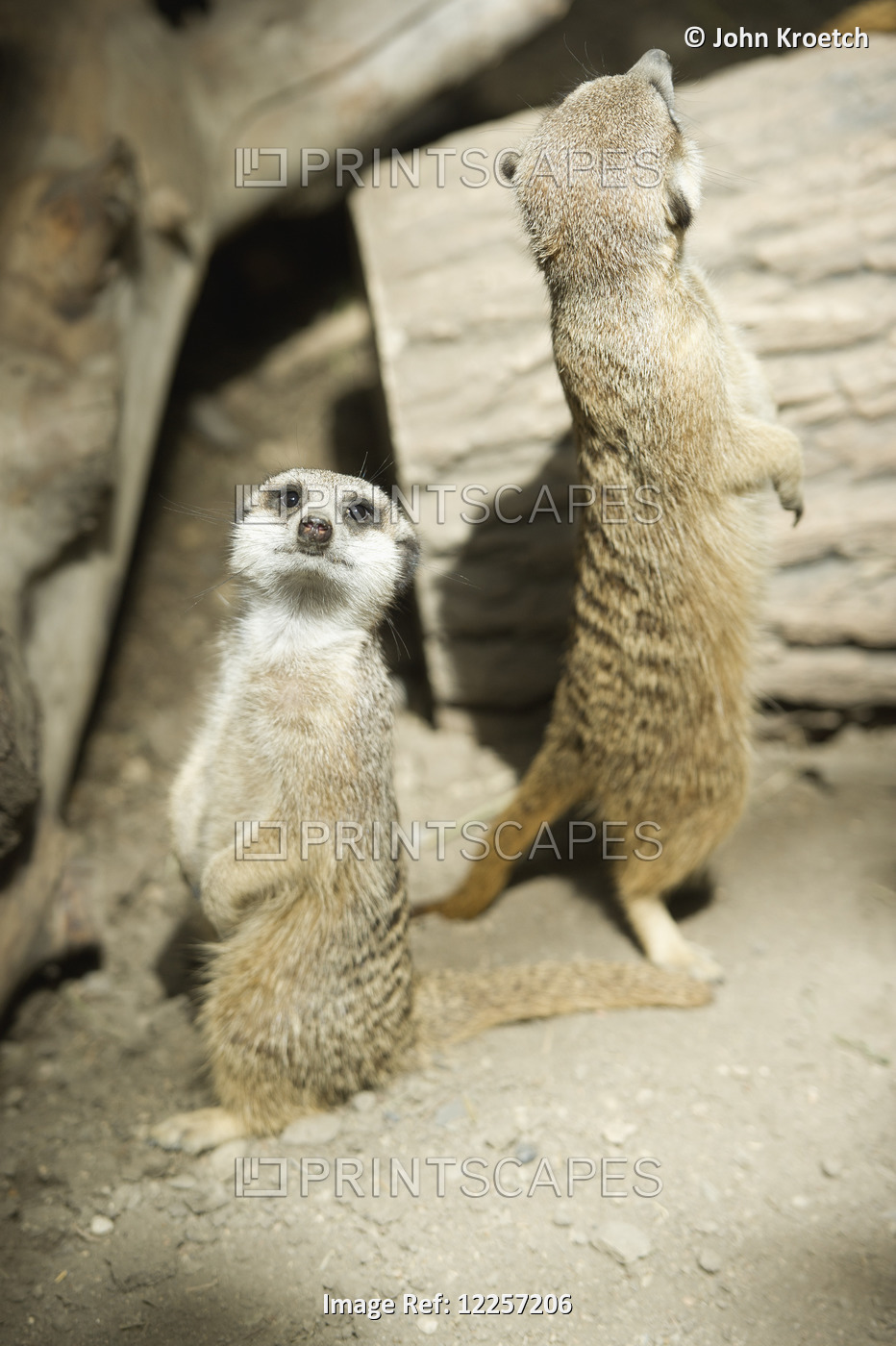 Meerkats Standing Upright At The Calgary Zoo; Calgary, Alberta, Canada