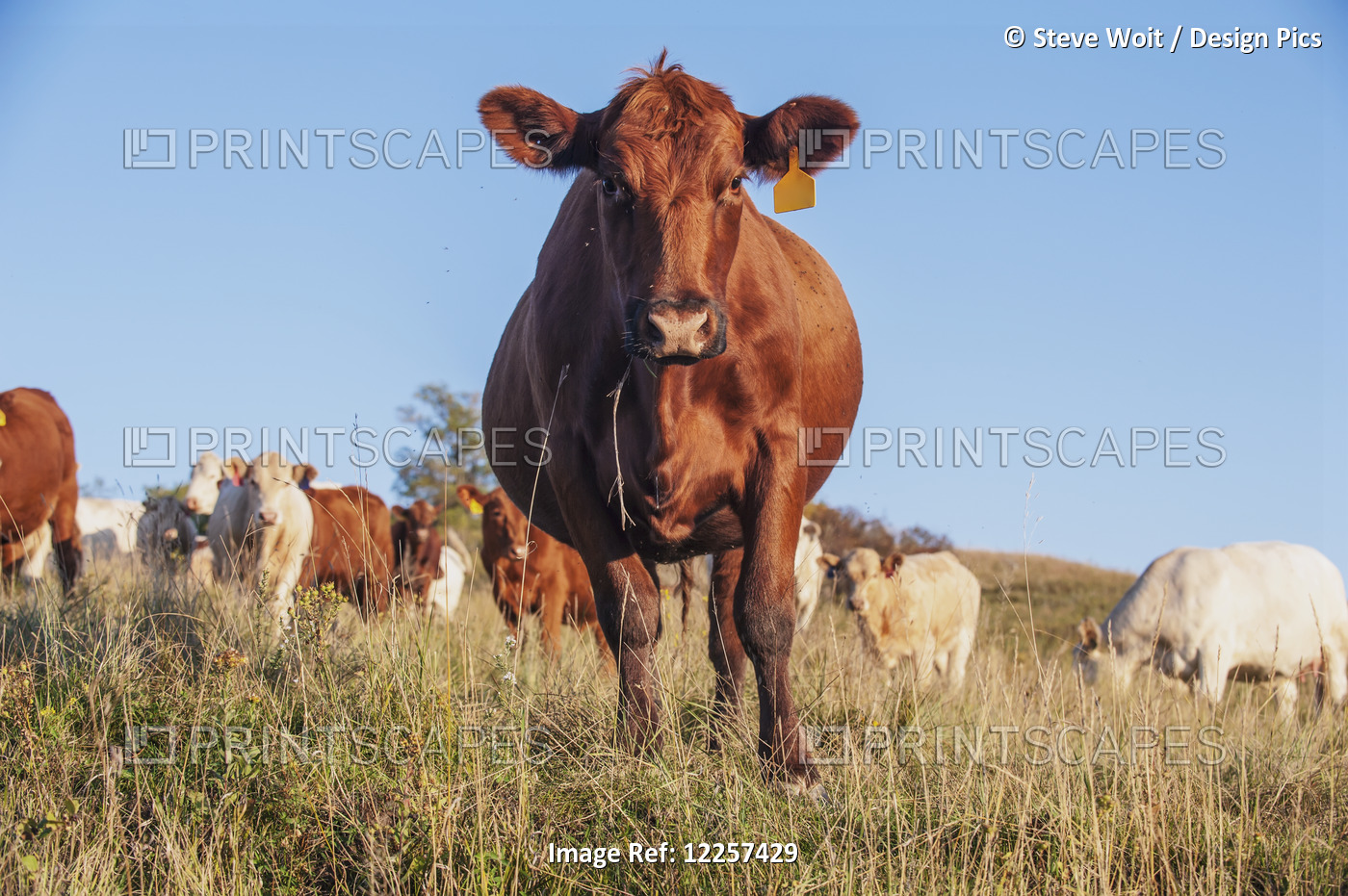 A Cow With Yellow Tag In It's Ear Under Blue Sky; North Dakota, United States ...