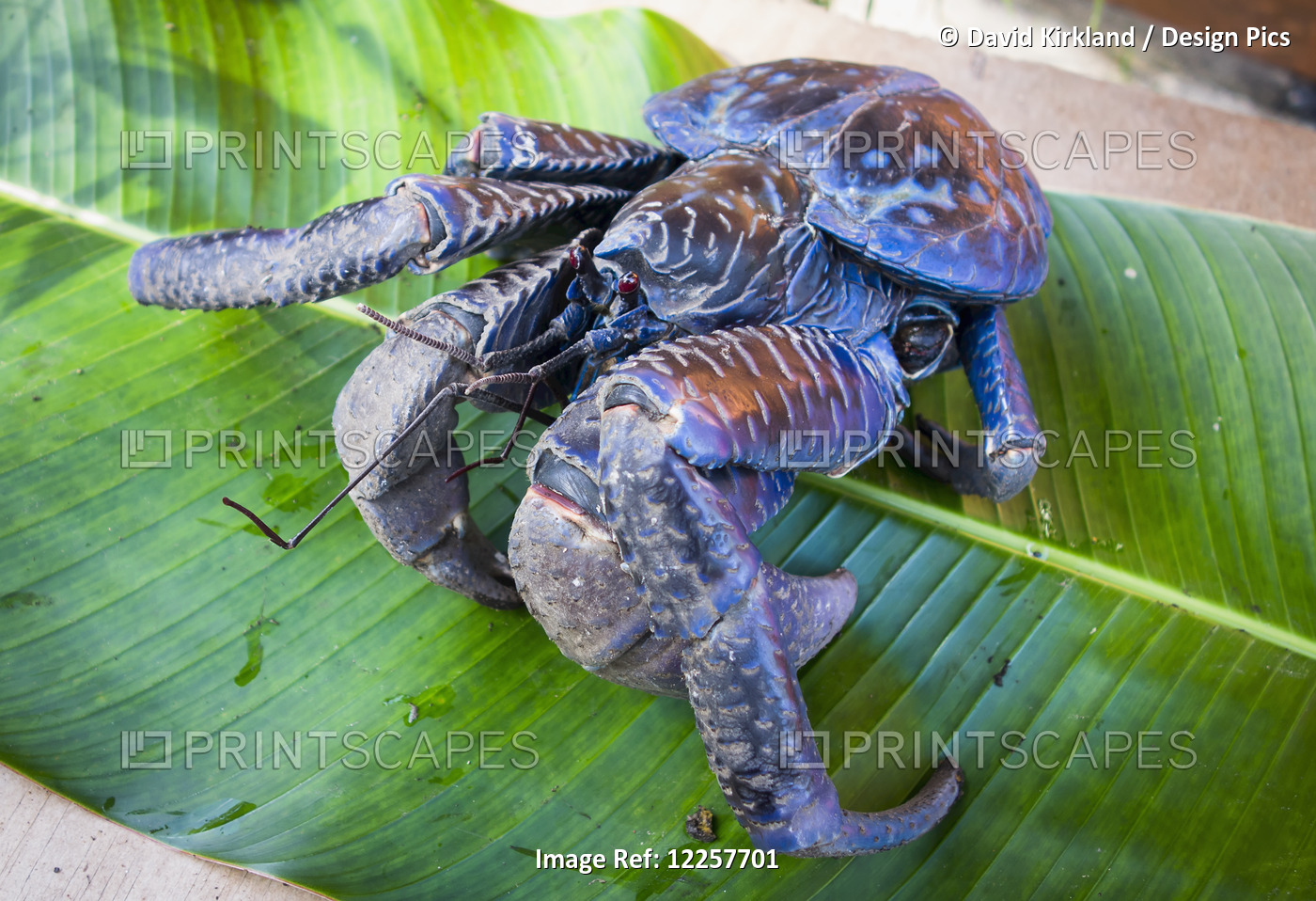 Coconut Crab (Birgus Latro); Vanuatu