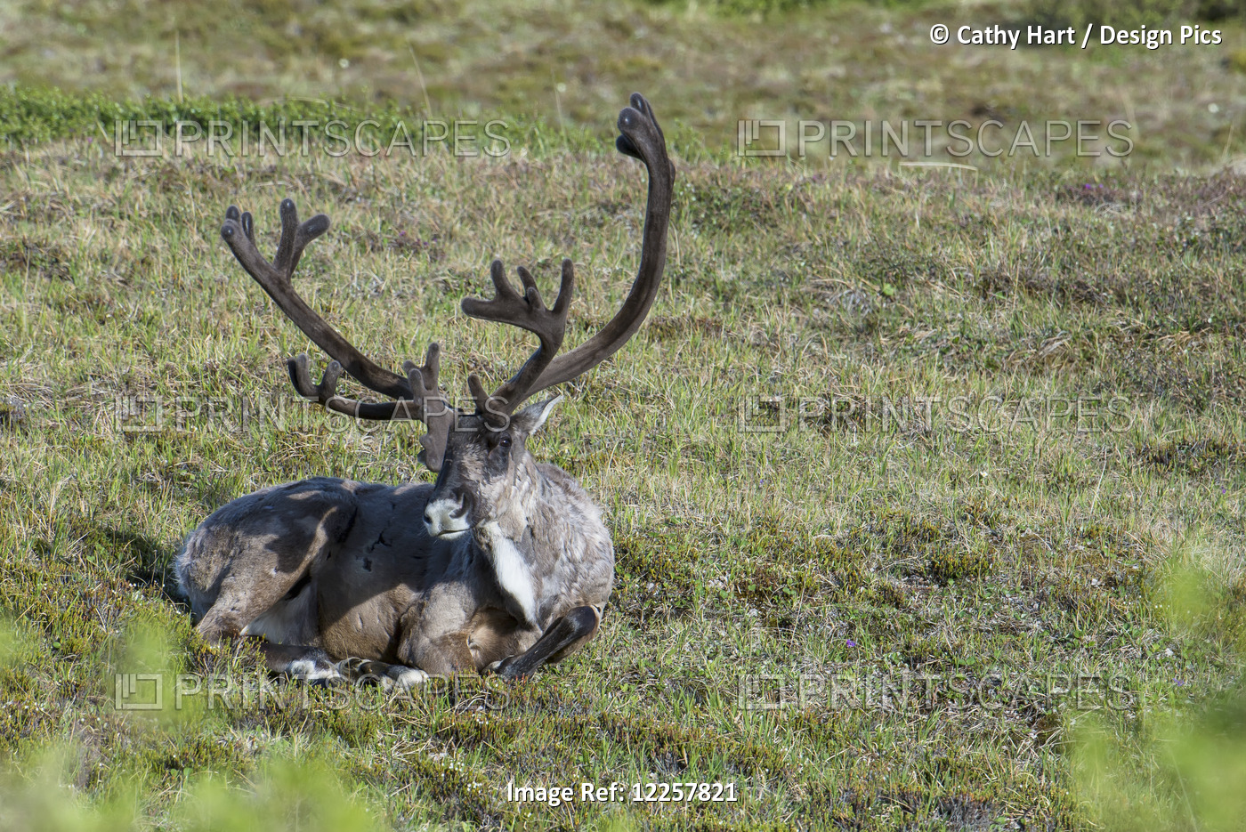 Bull Caribou Resting On The Tundra In Denali National Park, Interior Alaska, ...