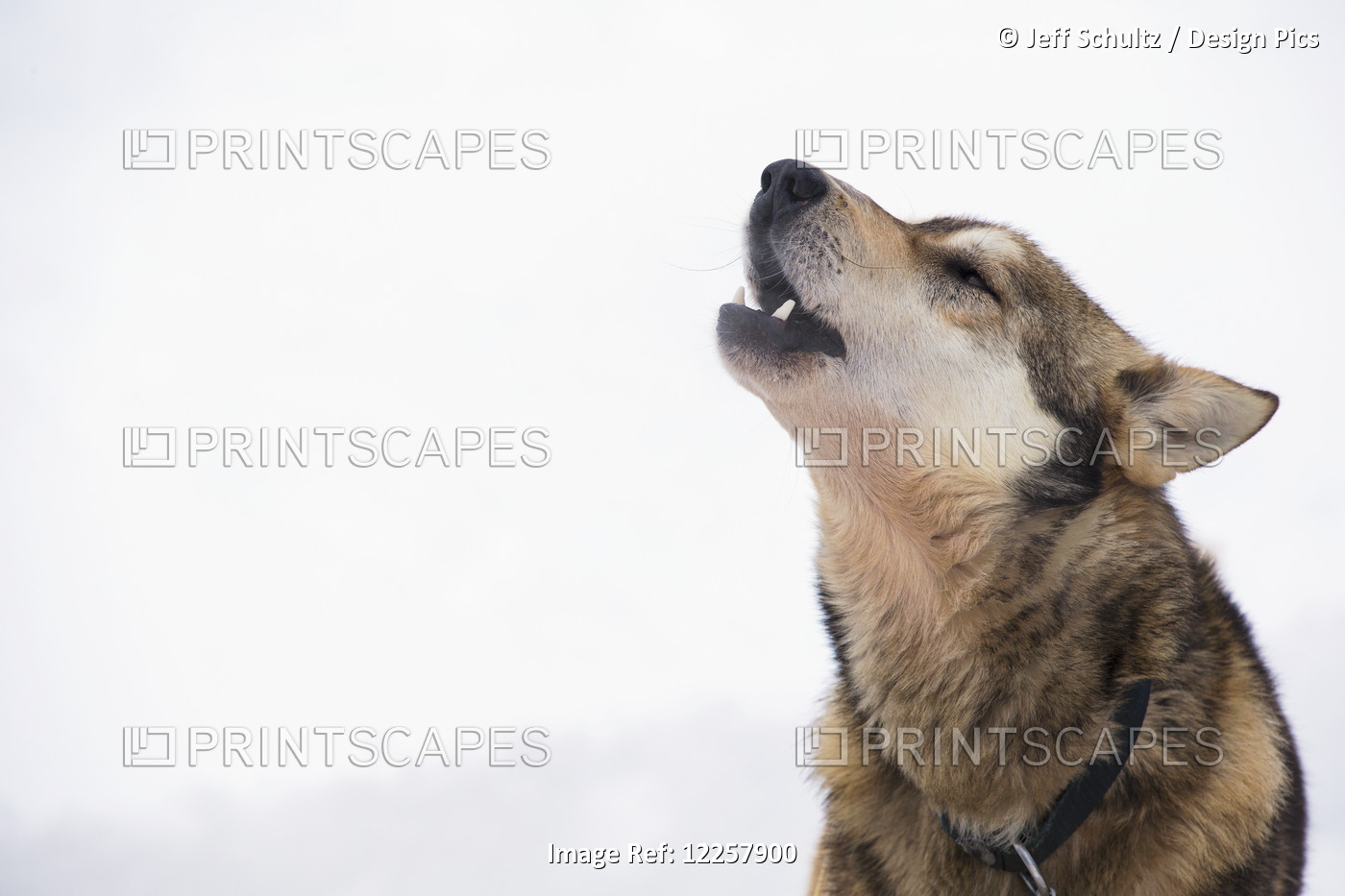 A Dropped Iditarod Sled Dog Howls At The Finger Lake Checkpoint During The 2013 ...