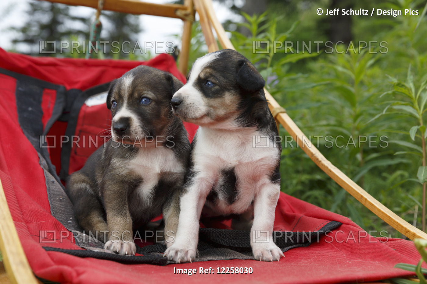 Alaskan Husky Sled Dog Puppies Sit In Sled Outdoors, Southcentral Alaska, Summer