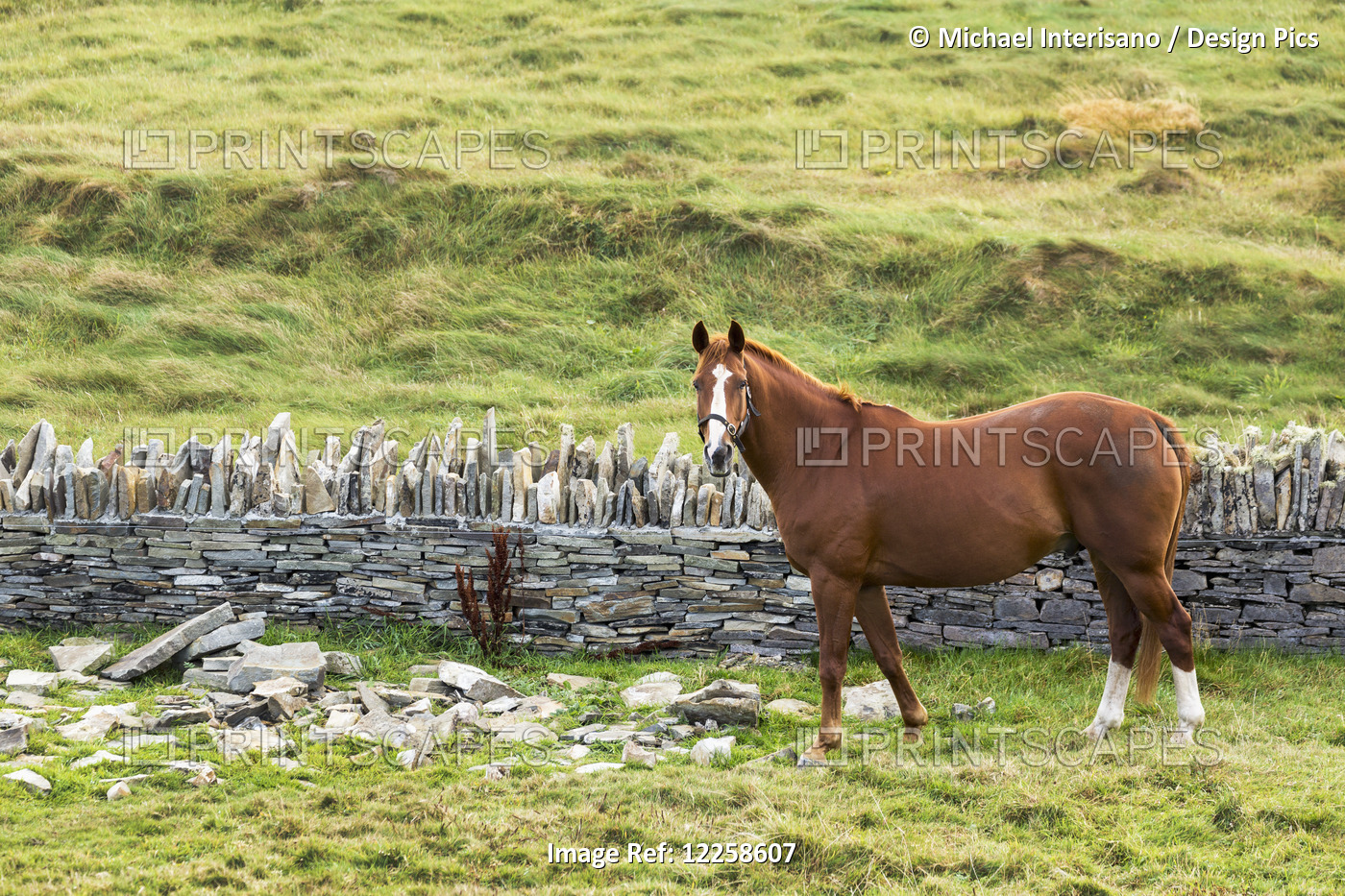 Single Horse In A Grassy Field With Rocks And Stone Fence; Kilkee, County ...
