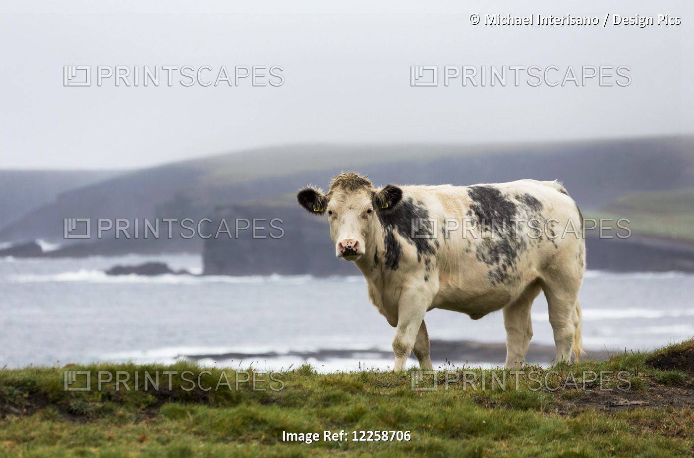 Cattle On Grassy Cliff Overlooking Rugged Coastline In The Distance With Fog; ...