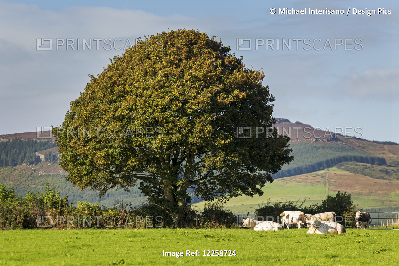 Large Green Tree In A Grass Field With Cattle And Hilly Background With Blue ...