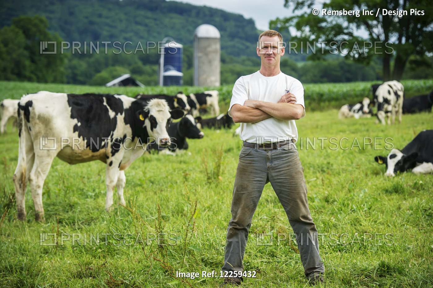 Farmer In Pasture With Dairy Cows; Garrett County, Maryland, United States Of ...