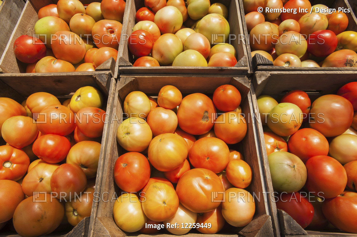 Freshly Harvested Tomatoes; Westminster, Maryland, United States Of America
