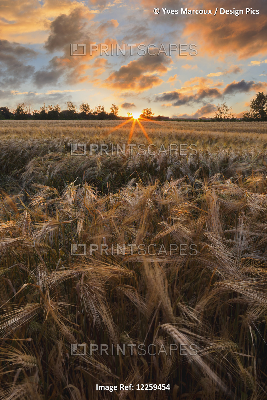 Glowing Clouds At Sunset Over A Barley Field; Saint-Scholastique, Laurentides ...