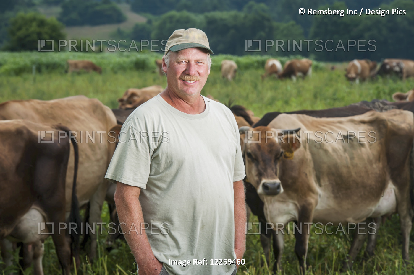 Farmer With Dairy Cows; Long Green, Maryland, United States Of America