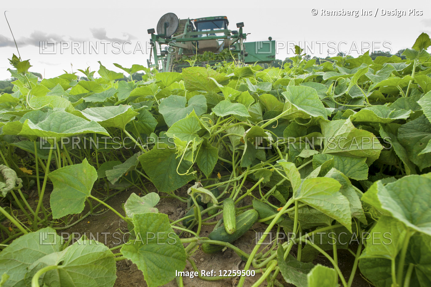 Cucumber Harvest; Preston, Maryland, United States Of America
