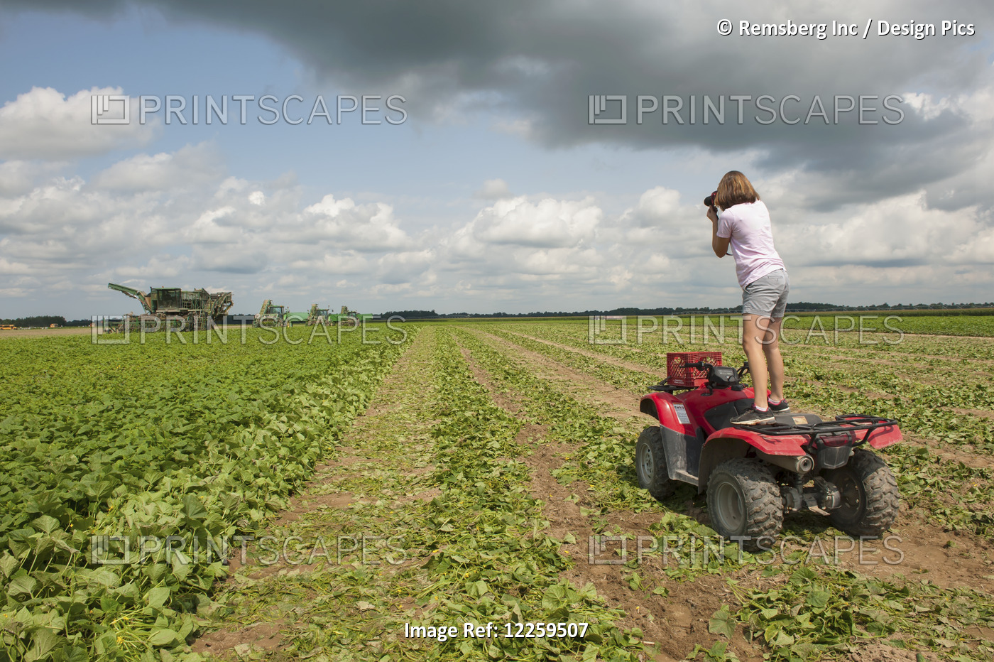 Female Farmer Photographing The Cucumber Harvest On Her Farm While Standing On ...