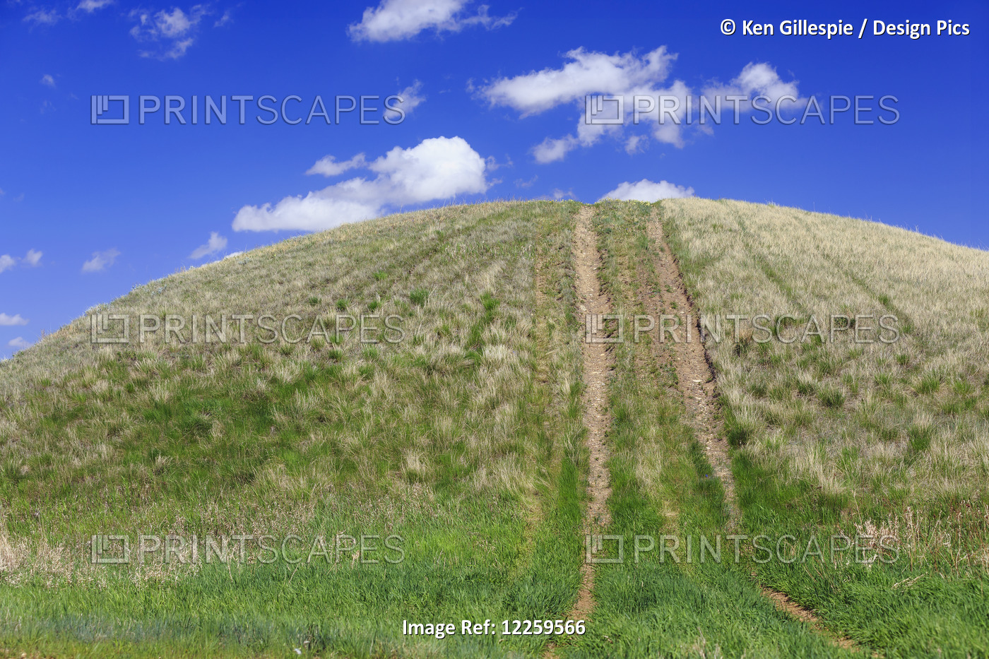 Tire Tracks On A Grassy Hill; Cypress Hills, Saskatchewan, Canada