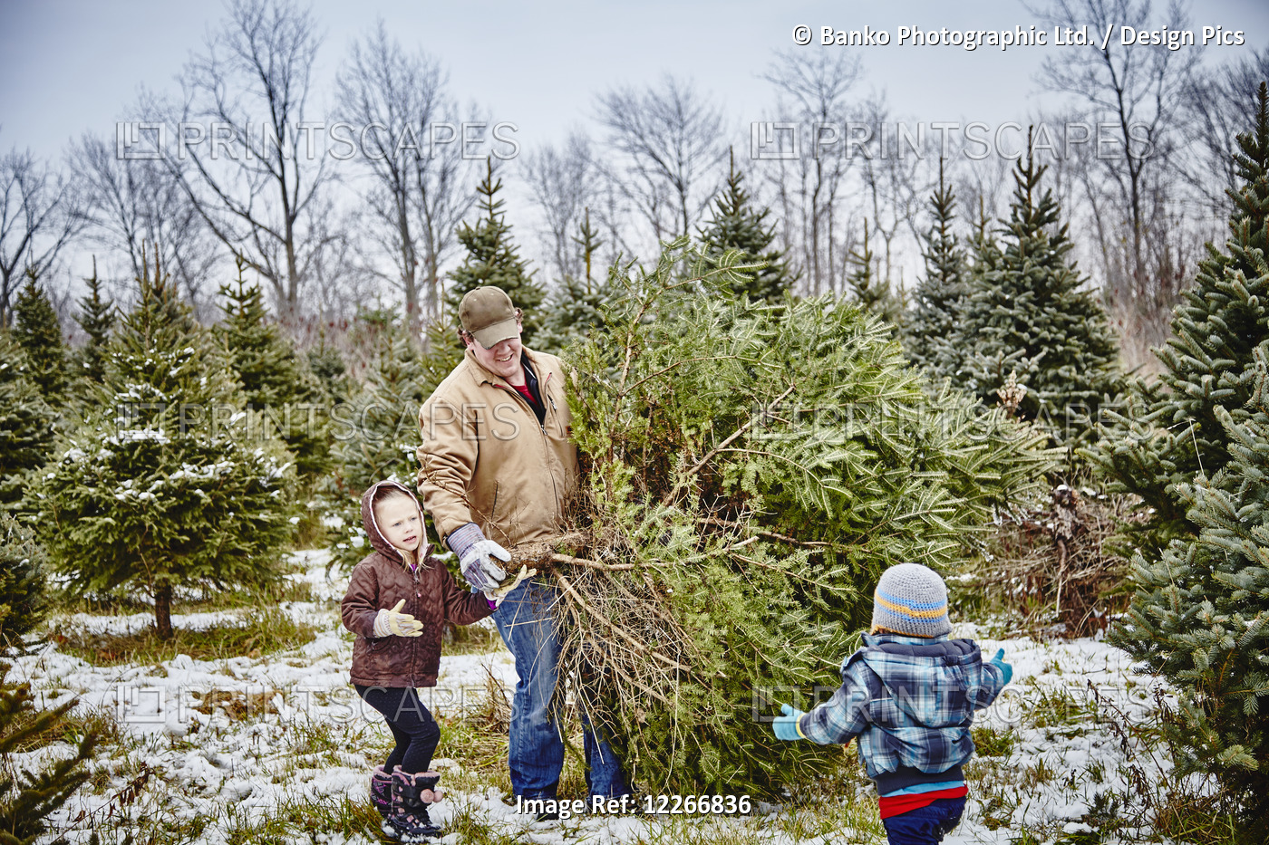 Father And Daughter Carrying Cut Down Christmas Tree From A Christmas Tree ...