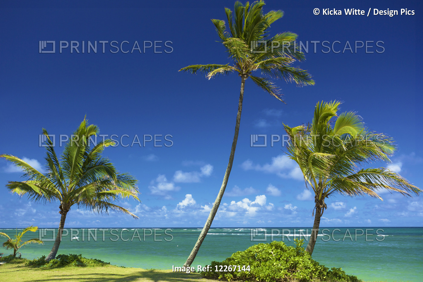 Palm Trees On The Edge Of Turquoise Water, Kauai Coastal Bike Path; Kauai, ...