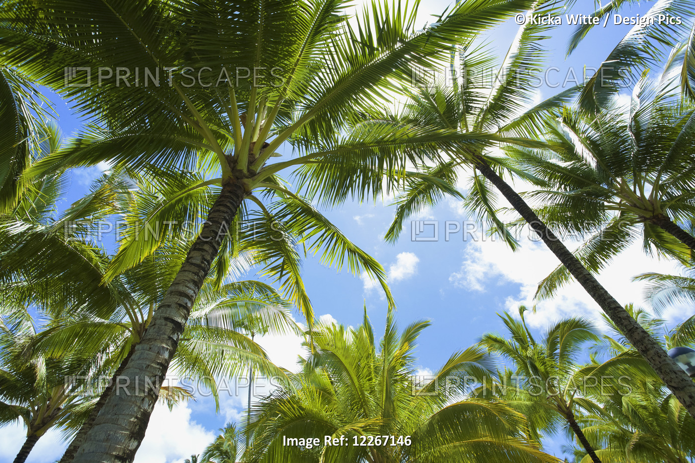 Palm Trees Against A Blue Sky With Clouds; Kauai, Hawaii, United States Of ...
