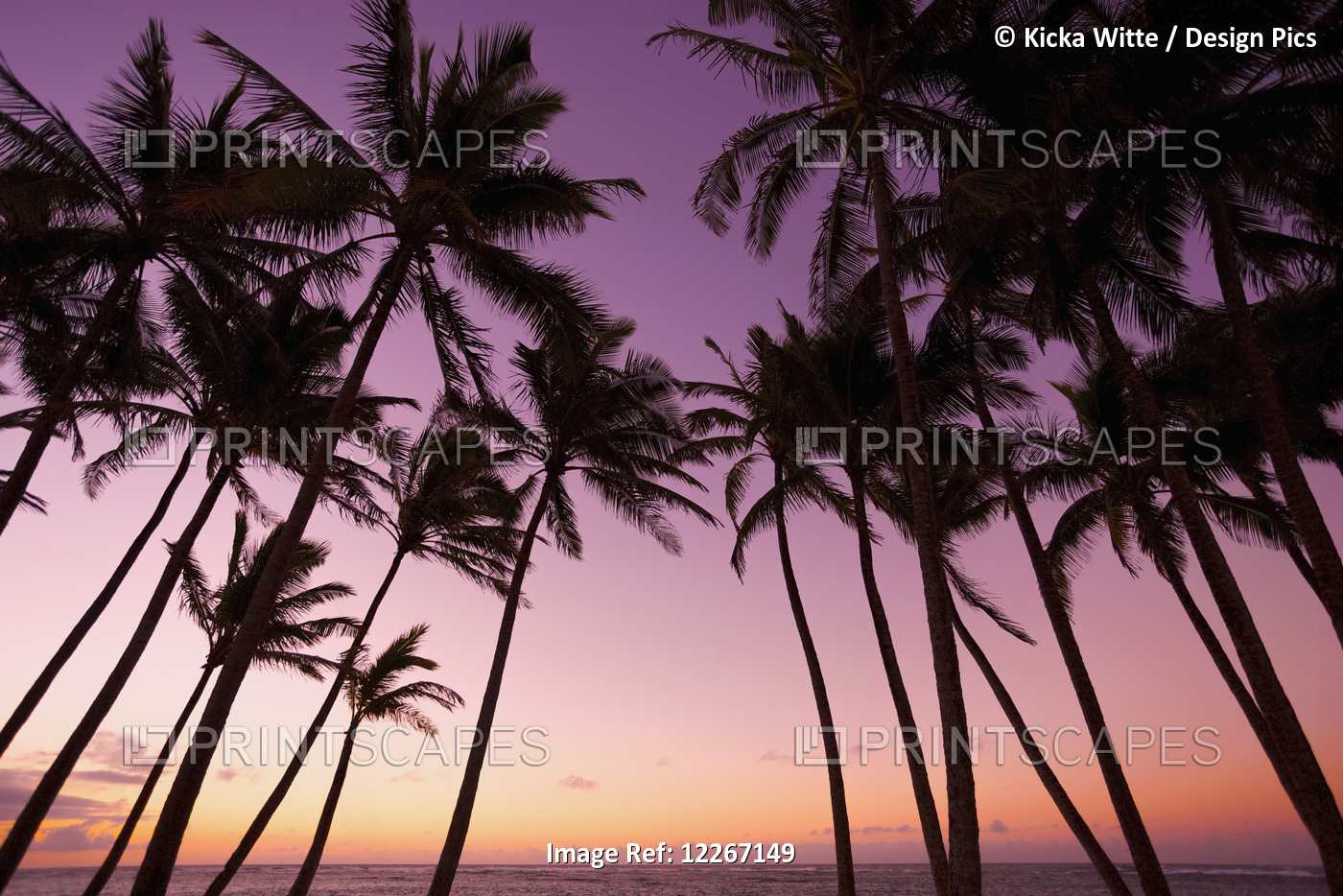 Silhouette Of Palm Trees At Sunset On Coconut Beach; Kauai, Hawaii, United ...