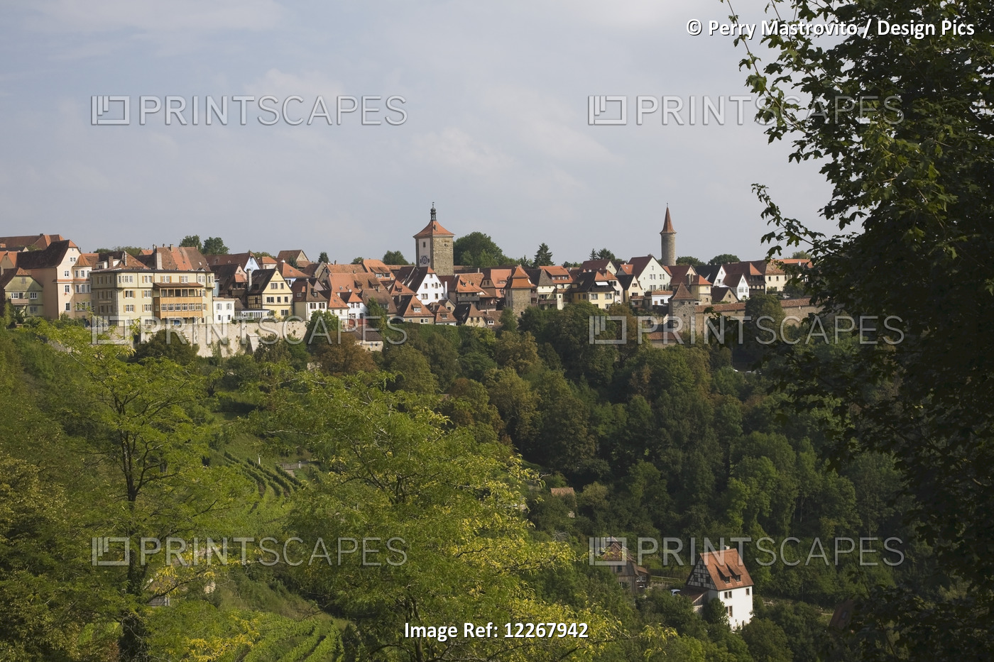 Grapevine Plantation And Medieval Town Of Rothenburg In Late Summer; ...